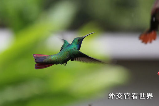 特多國鳥