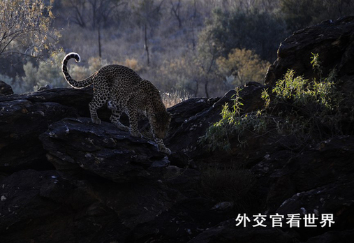 獵豹（一等獎(jiǎng)）