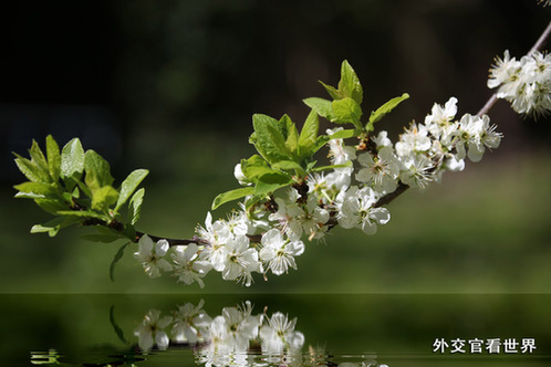 盛開的梨花