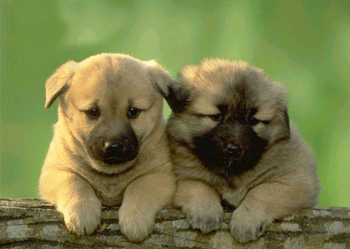 英公司推出“寵物病假”