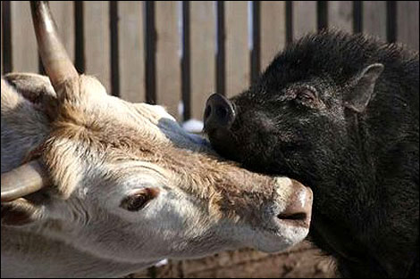動物戀愛時分