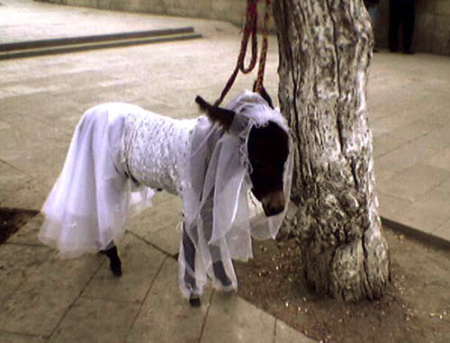 動(dòng)物搞怪圖