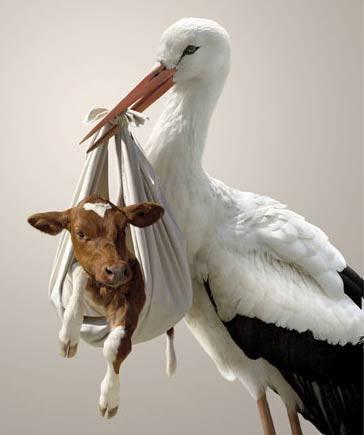 動物搞怪圖