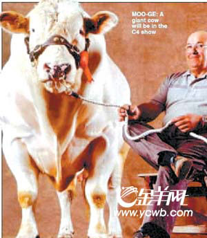 山羊會(huì)吐蜘蛛絲 探秘英國轉(zhuǎn)基因動(dòng)物農(nóng)場