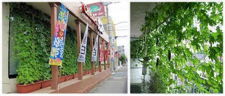 日本3名核高官善后不力遭解職 民眾節電巧用“苦瓜窗簾”