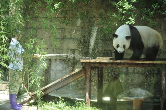 福州高溫 熊貓消暑不忘賣(mài)萌