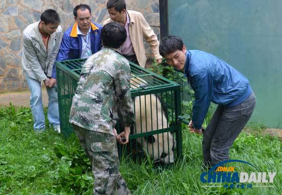 汶川地震寄養云南大熊貓返鄉