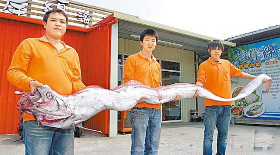 花蓮11人捕獲4米長(zhǎng)地震魚(yú) 重59千克