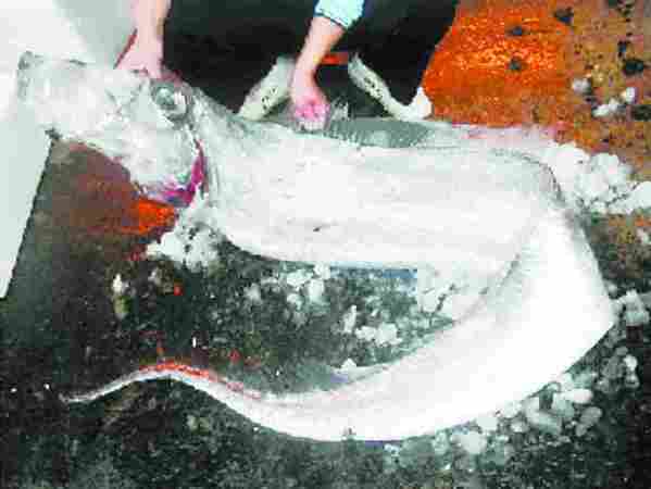 花蓮11人捕獲4米長地震魚 重59千克