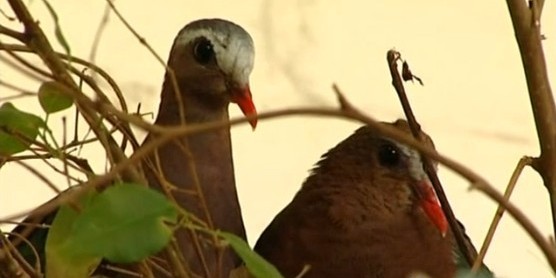 鳥類各種叫聲啥意思？英國鳥類專家微博開講