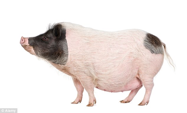 英軍秘密動物實驗堪比“731部隊” 動物保護組織呼吁取締