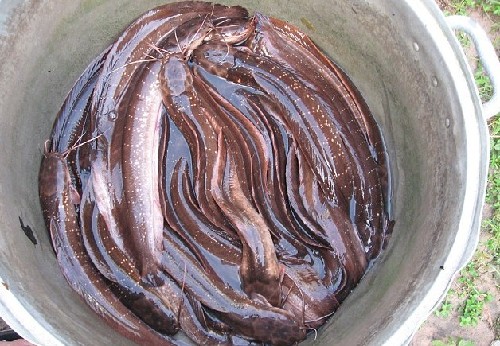 圖：大湄公河流域發現百余珍奇新物種