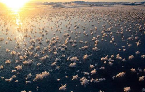 北極洋驚現大片“霜花”
