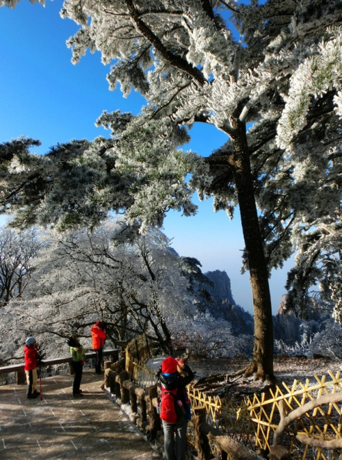 黃山現(xiàn)霧凇奇觀 “千樹(shù)萬(wàn)樹(shù)梨花開(kāi)”若琉璃世界
