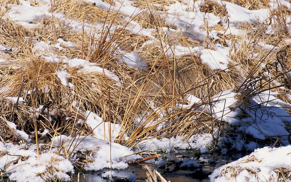 鸚鵡化身樹葉、松雞變身雪堆 美攝影師揭秘動物界的易容高手