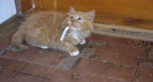 烏龜、毒蛇、大猩猩：動物界“煙鬼”百態(tài)（組圖）