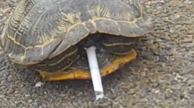 滿地找煙頭的獵犬、被迫戒煙的猩猩 動物“煙鬼”的滑稽百態(tài)