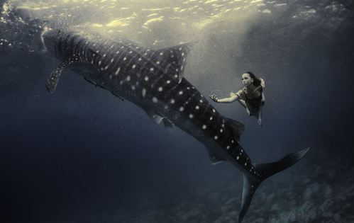 海底視覺(jué)盛宴：超模與鯊魚(yú)驚艷共舞