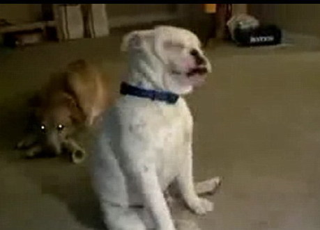 英國失聰斗牛犬隨音樂起舞 節(jié)奏驚人準(zhǔn)確