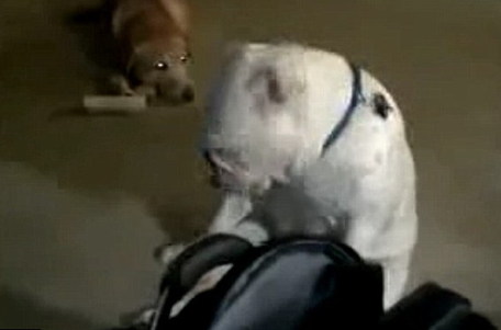 英國失聰斗牛犬隨音樂起舞 節(jié)奏驚人準(zhǔn)確