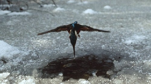 為捕魚翠鳥扎進冰層不畏寒 知更鳥偷師學(xué)藝鉆冰窟