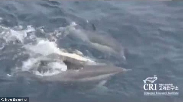 海豚群自發組成救生筏營救垂死同伴 群體協同救助尚屬首次