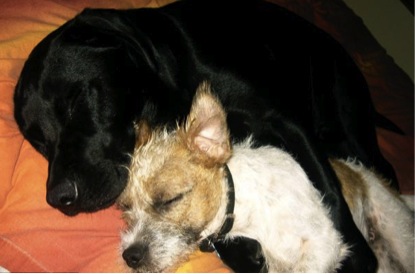 英國小狗為失明同伴當導盲犬 形影不離似兄弟