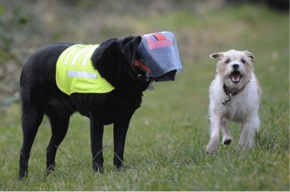 英國小狗為失明同伴當導盲犬 形影不離似兄弟