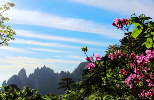 黃山杜鵑：群峰萬仞一點紅