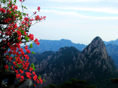 黃山杜鵑：群峰萬仞一點紅
