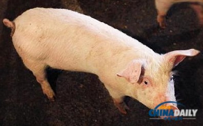 豬流行性腹瀉病毒已蔓延美國13州 不會(huì)傳染人