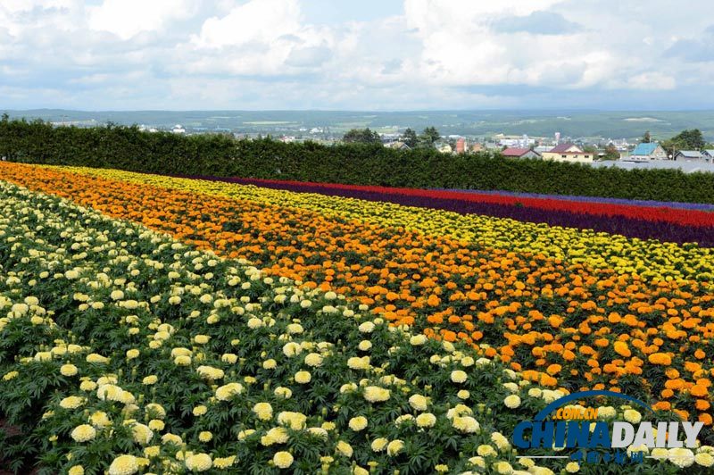 組圖：日本北海道花海似彩虹 游人徜徉流連忘返
