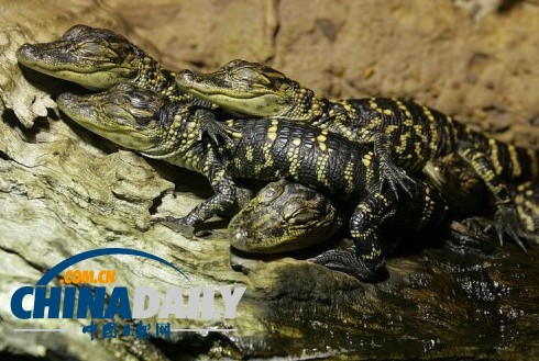 澳大利亞一動(dòng)物園失竊 短吻鱷等“無價(jià)之寶”被盜