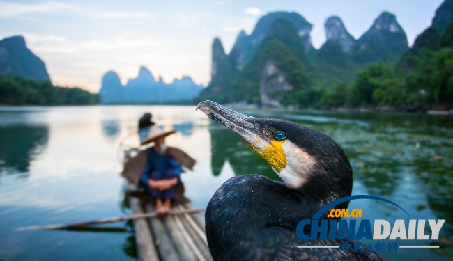 捕魚翁：中國日漸消失的捕魚藝術