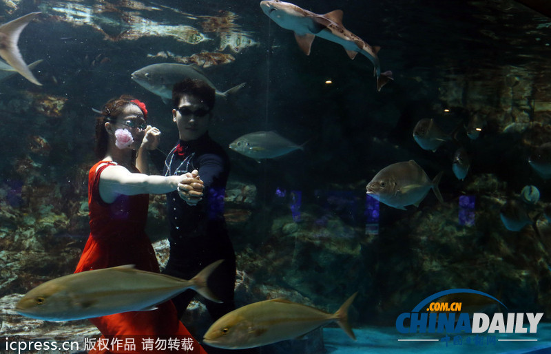 韓國首爾水族館推出新節目 水中探戈舞姿優雅（組圖）