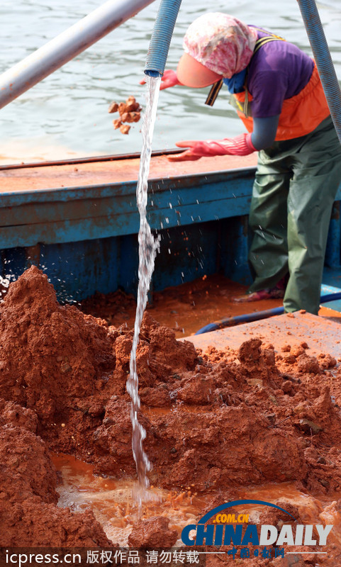韓國赤潮致死魚成堆 漁民投黃土應對（高清組圖）