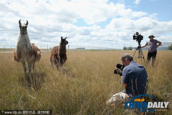 芝加哥機場引進數十只山羊等動物應對百畝過密灌叢植