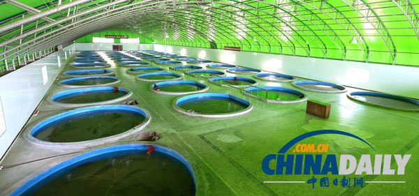 金正恩視察養(yǎng)魚場(chǎng) 要求大量生產(chǎn)鱘魚等供應(yīng)國際市場(chǎng)（組圖）