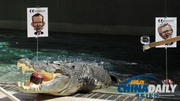 澳大利亞人用“通靈鱷魚”預(yù)測(cè)大選結(jié)果：陸克文敗北