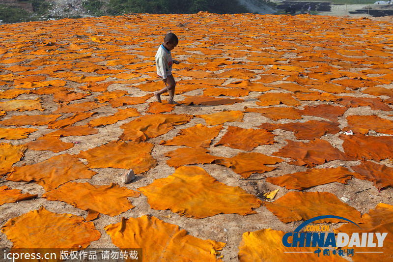 圖片故事：孟加拉國人在因造皮革受污染環(huán)境中生活