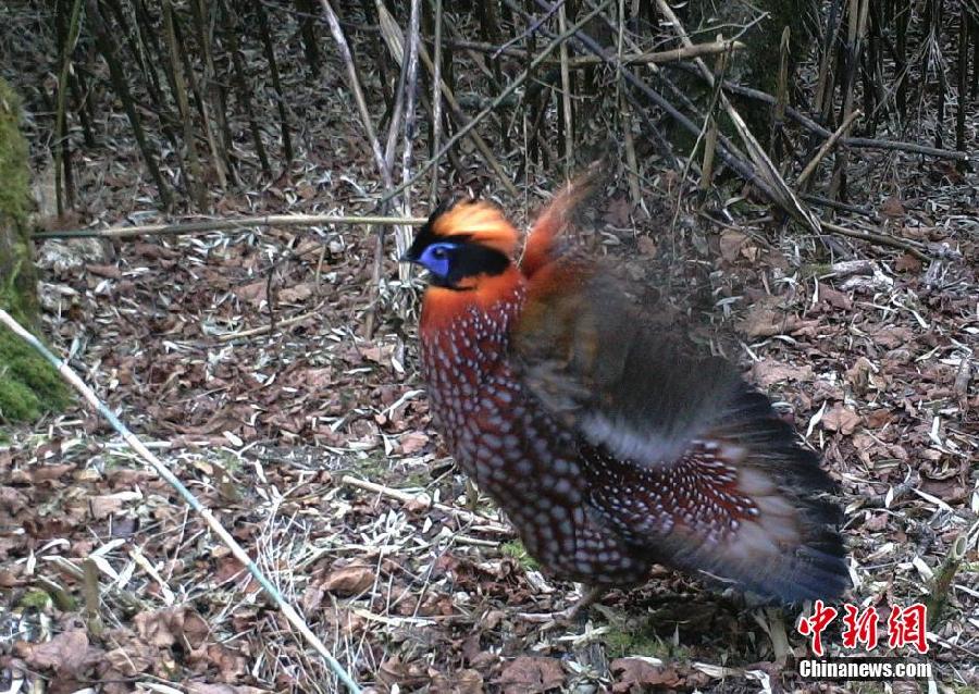 四川一保護區拍到野生大熊貓