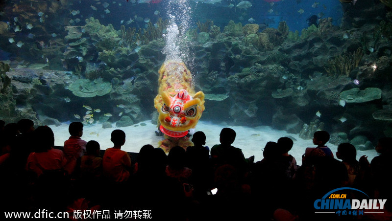 水下舞獅財神拜年 馬來西亞一水族館喜迎中國年