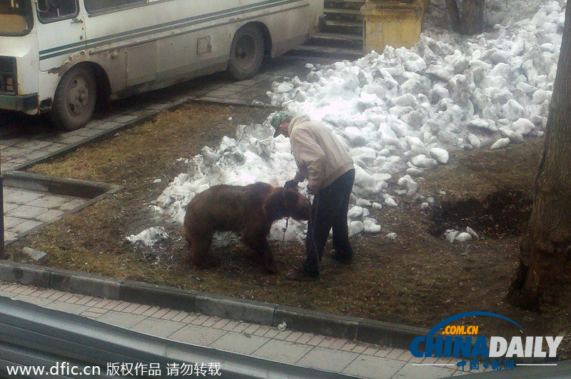 遛狗簡直弱爆啦！俄羅斯男子遛棕熊震驚路人
