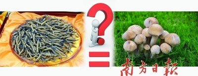 蟲草價格已是黃金兩倍 專家稱營養價值等于蘑菇