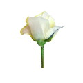 玫瑰花的學(xué)問（情人節(jié)系列）