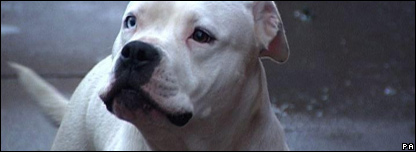 Dangerous Dogs in Britain 英國有危險(xiǎn)的犬