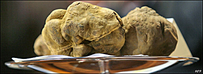 Giant Truffle Auction 大型松露拍賣會(huì)