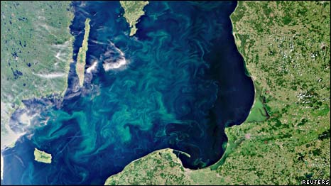 Baltic Algae 波羅的海綠藻瘋長(zhǎng)