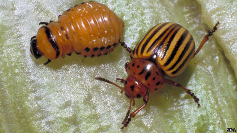 Spread of crop pests 莊家病蟲害擴散