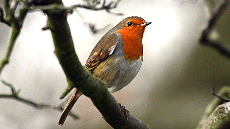Electronics 'affect bird navigation' 電子設備影響鳥兒的方向感
